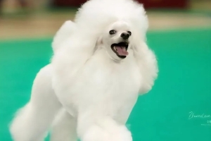 Белая Вьюга Хола из Борисов Града -03.03.2022