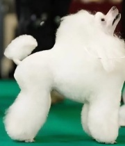 Белая Вьюга Хола из Борисов Града