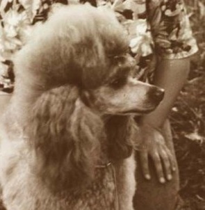 helli-lukretsiya-milord