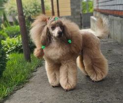 Хола Гранатовый Шик 