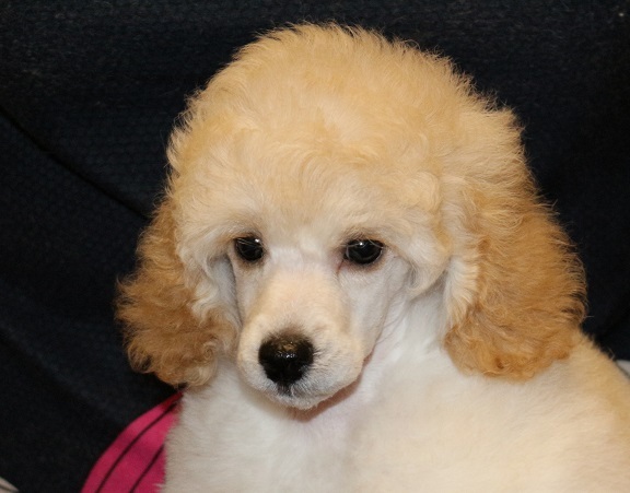 Хола Изысканный Оникс  Хола Изысканный Оникс