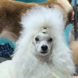 Хола Изюминка Севера 