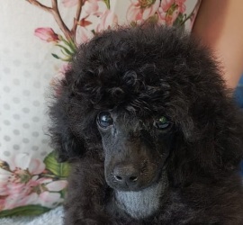Хола Калипсо
