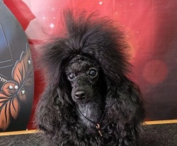 Хола Кока-Кола