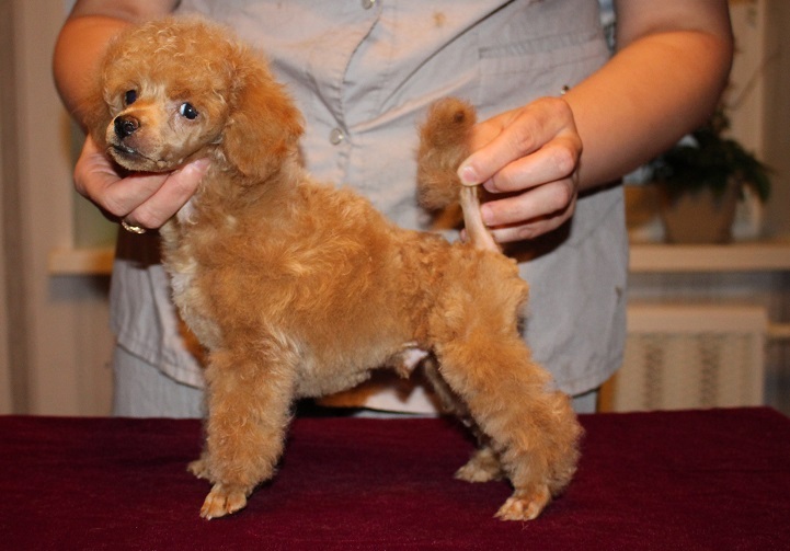 Хола  Оскар 1.5 месяца Хола  Оскар