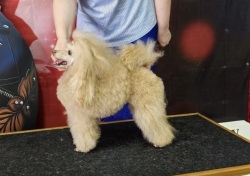 Хола Принцесса Грез