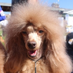 Хола Зена Квирав