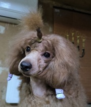 Ле Руж Феерик Рок Ми Амадеус