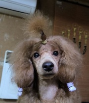 Ле Руж Феерик Рок Ми Амадеус