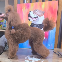 Ле Руж Феерик Рок Ми Амадеус