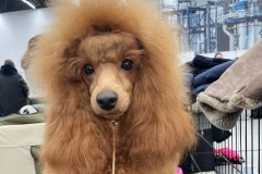 Ле Руж Феерик Рок Ми Амадеус