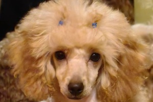 Магия Холы из Борисов Града - 23.08.2025