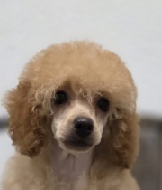 Магия Холы из Борисов Града