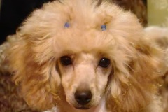 Магия Холы из Борисов Града