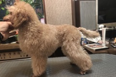 Магия Холы из Борисов Града