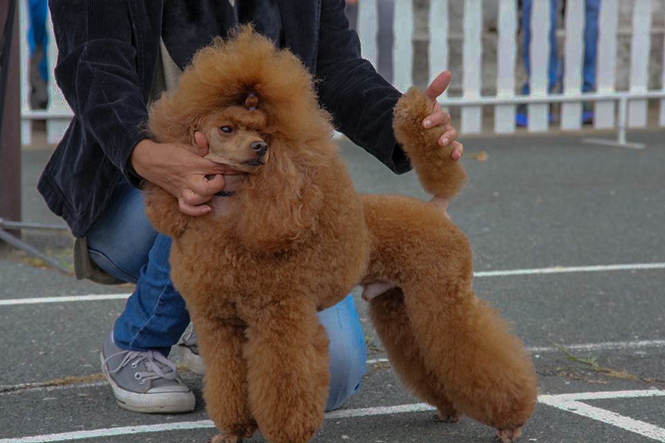 MARCK JON SHARMY -R  MARCK JON SHARMY -R