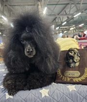 Северный Ветер Хола из Борисов Града