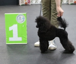 Хола Кока-Кола