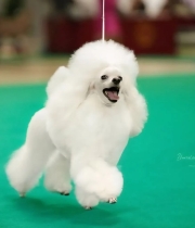 Белая Вьюга Хола из Борисов Града