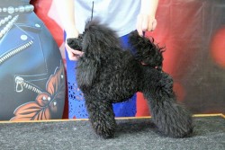 Хола Кока-Кола - JCAC,Лучший Юниор,ВОВ