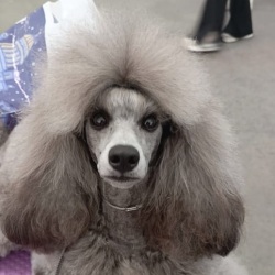 Хола Иштар