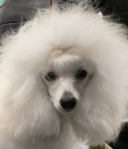 Янсен Илона Хола