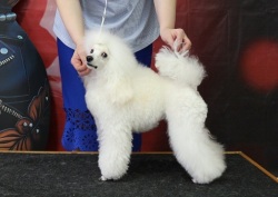 Янсен Истелия