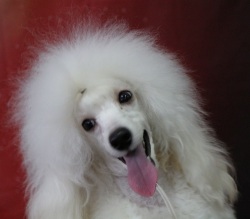 Янсен Истелия