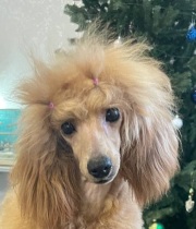 Янсен Камилла Хола