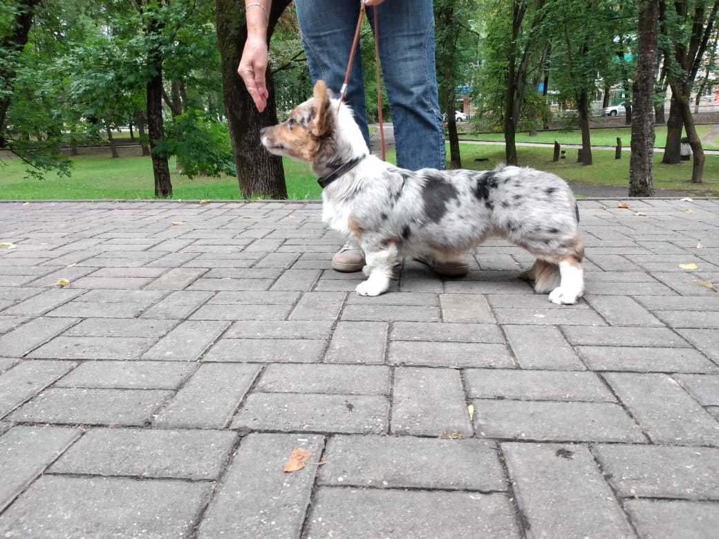 Зоненвельт Озоланта фор Хола  3 месяца Зоненвельт Озоланта фор Хола